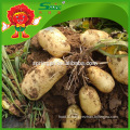 high quality potato for russian importers of potato